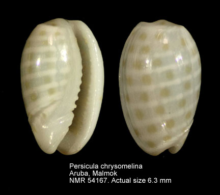 Persicula chrysomelina.jpg - Persicula chrysomelina(Redfield,1848)